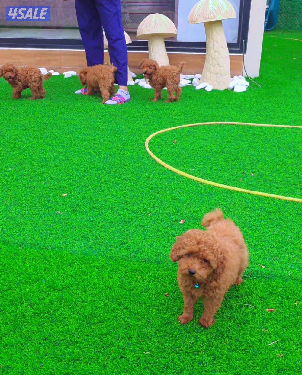 toy poodle male 3 months old3