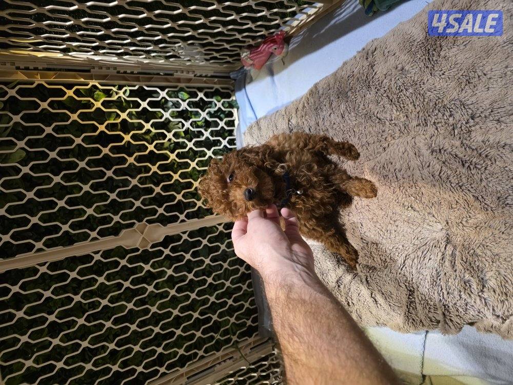 toy poodle male 3 months old4