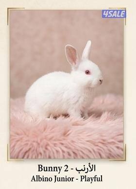 للبيع ارانب مميزه جميع الاعمار​صحة مضمونة: تم تطعيمها0