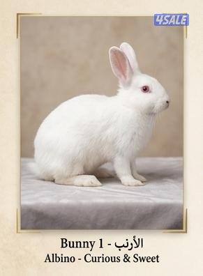 للبيع ارانب مميزه جميع الاعمار​صحة مضمونة: تم تطعيمها2