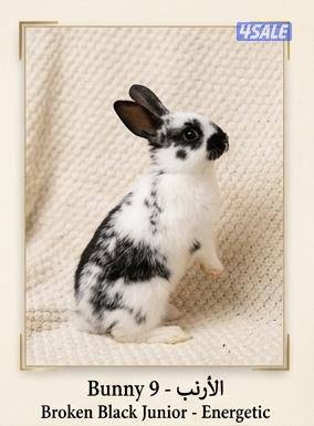 للبيع ارانب مميزه جميع الاعمار​صحة مضمونة: تم تطعيمها1
