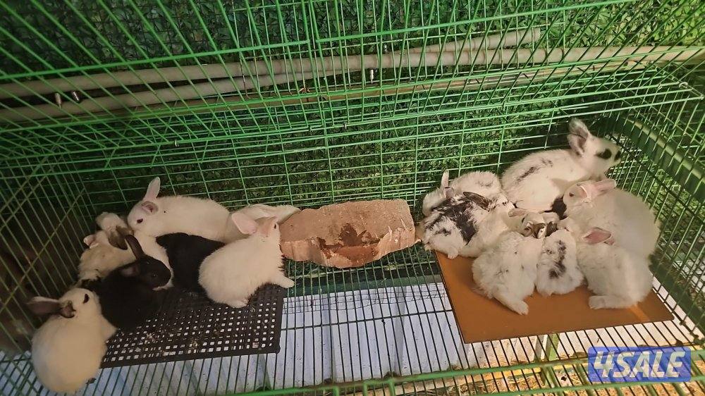 للبيع ارانب مميزه جميع الاعمار​صحة مضمونة: تم تطعيمها4