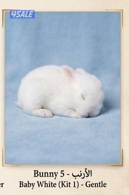 للبيع ارانب مميزه جميع الاعمار​صحة مضمونة: تم تطعيمها3