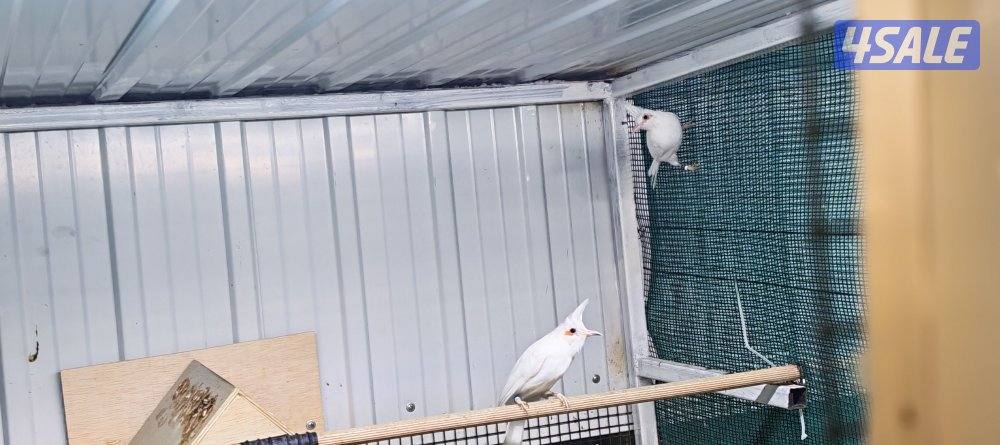 للبيع بلبل بيج العمر 17 يوم حجم حجم لون فاتح4