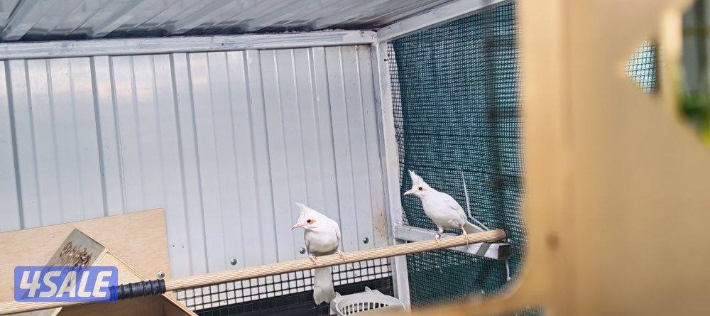 للبيع بلبل بيج العمر 17 يوم حجم حجم لون فاتح5