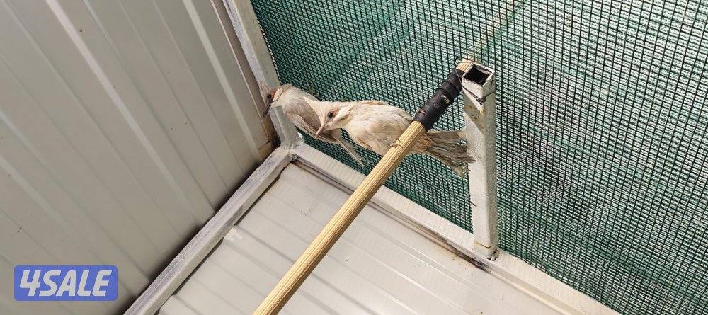 للبيع بلبل بيج العمر 17 يوم حجم حجم لون فاتح6