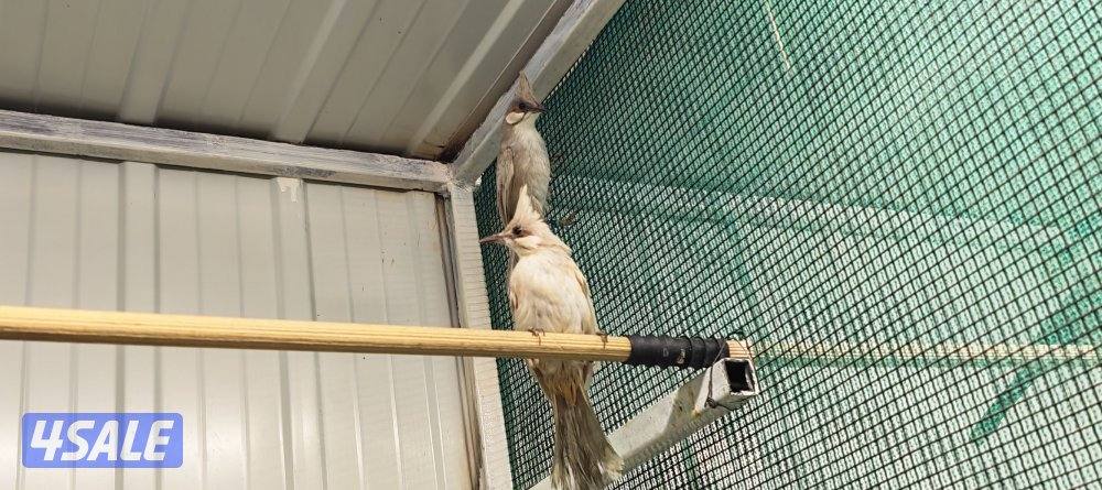 للبيع بلبل بيج العمر 17 يوم حجم حجم لون فاتح7