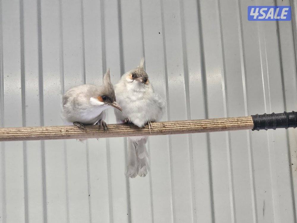 للبيع بلبل بيج العمر 17 يوم حجم حجم لون فاتح9