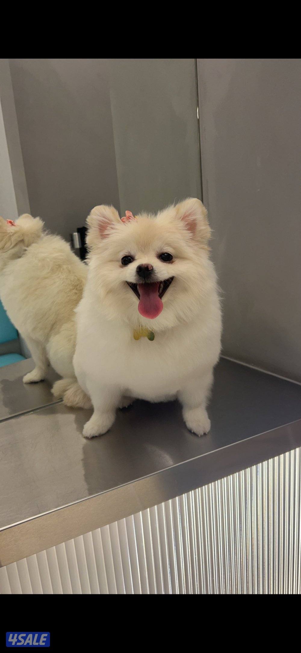 Pomeranian dog, female fully vaccinated. Very friendly.1
