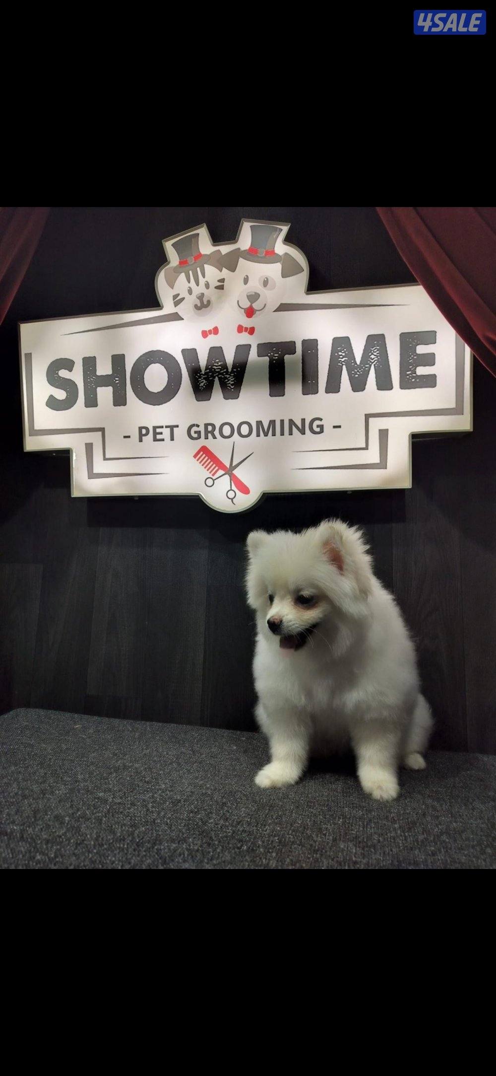 Pomeranian dog, female fully vaccinated. Very friendly.2