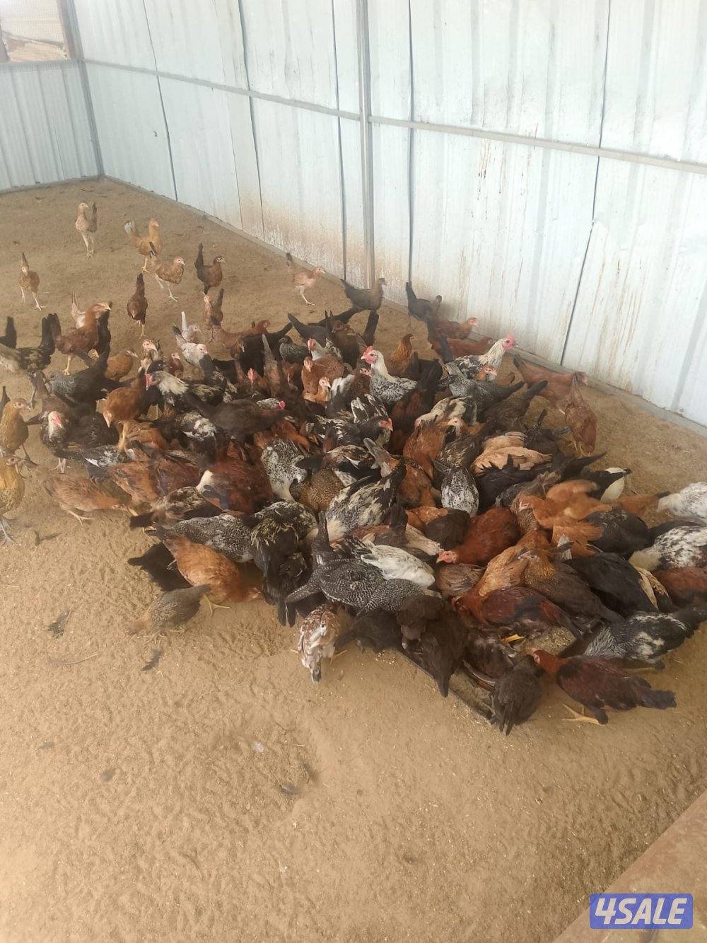 السلام عليكم0