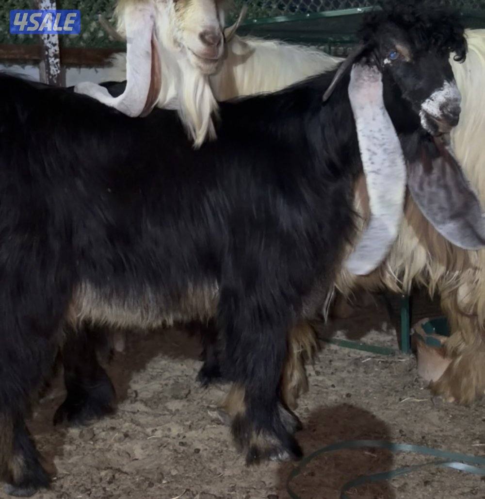 جذع عارضي عطر طيب وخصم1