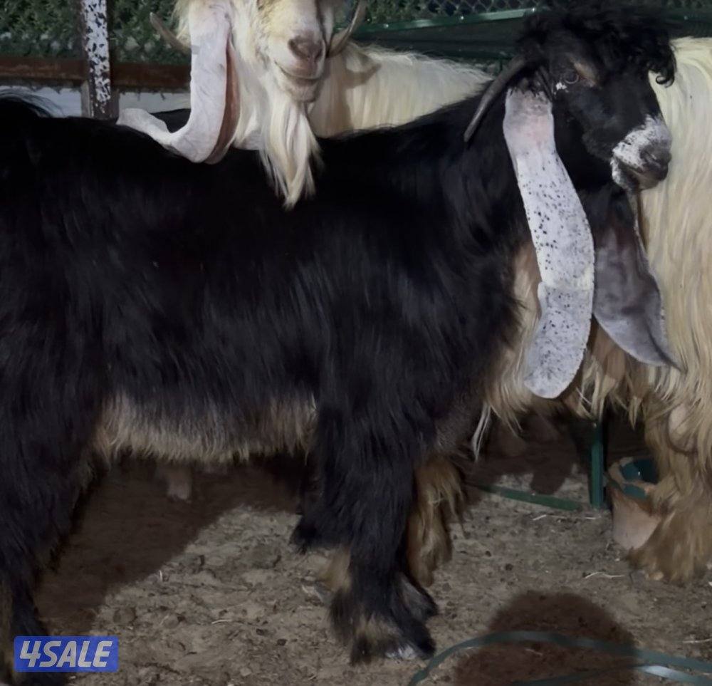 جذع عارضي عطر طيب وخصم0