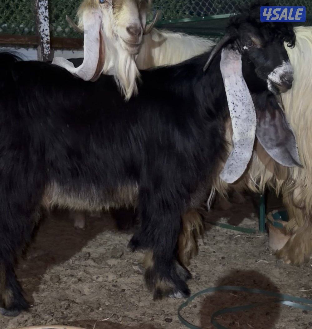 جذع عارضي عطر طيب وخصم2