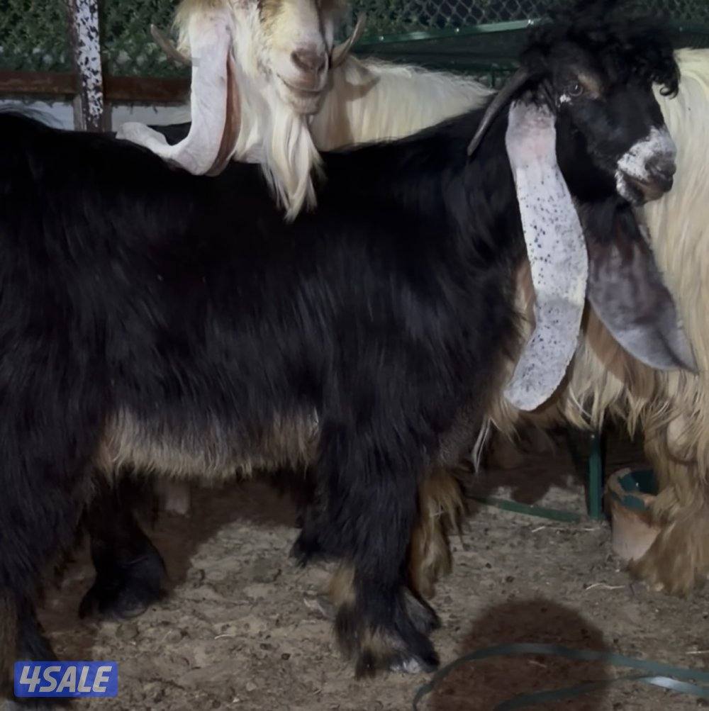 جذع عارضي عطر طيب وخصم4