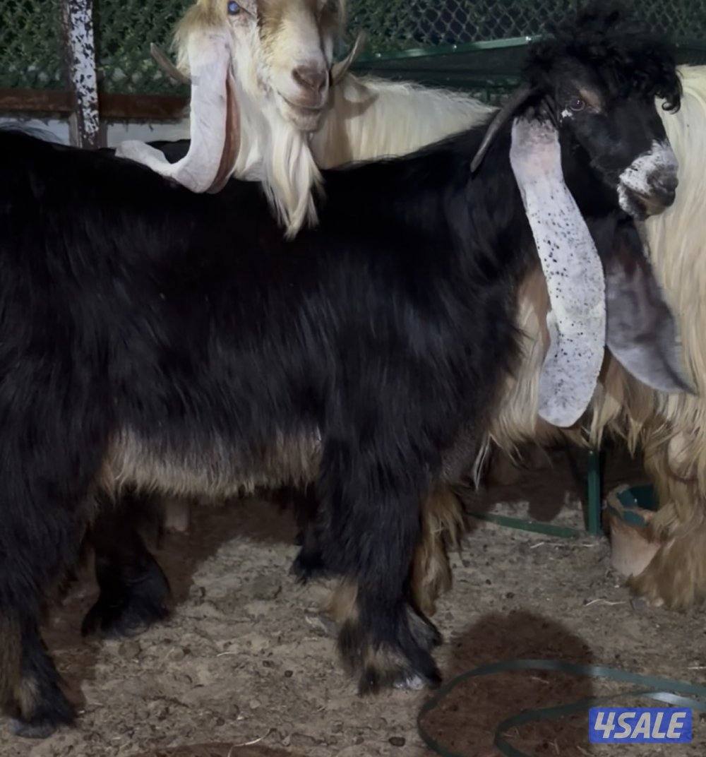 جذع عارضي عطر طيب وخصم3