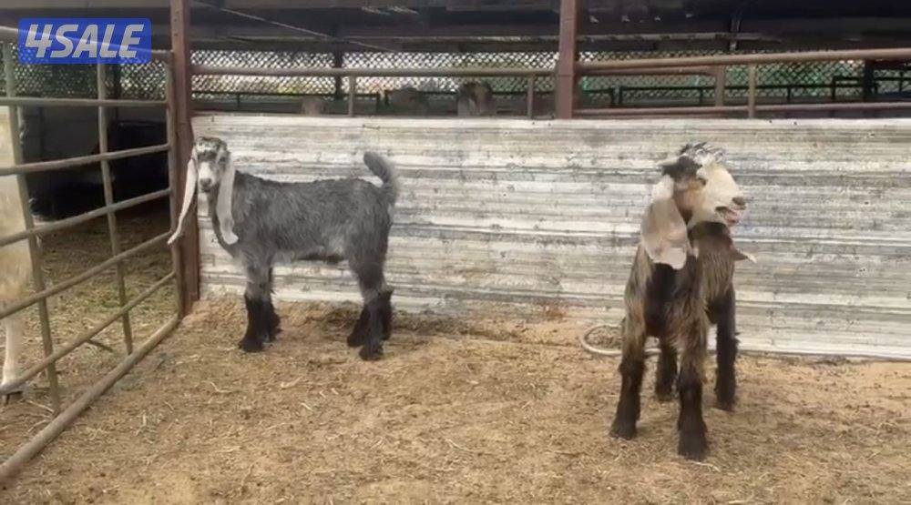 للبيع تيوس0