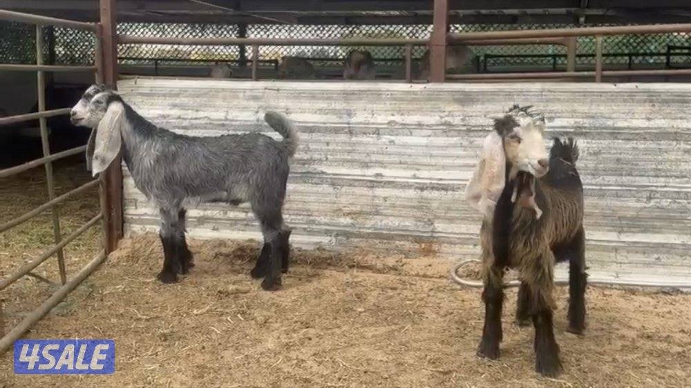 للبيع تيوس1