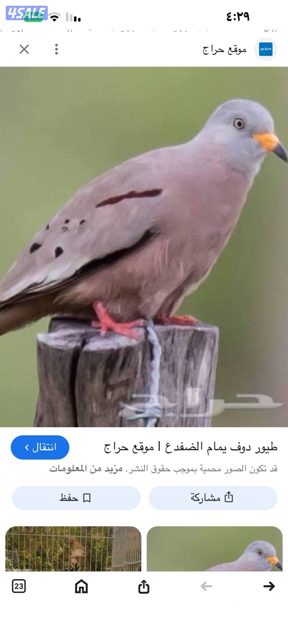 للبيع   يمام ضفادع0