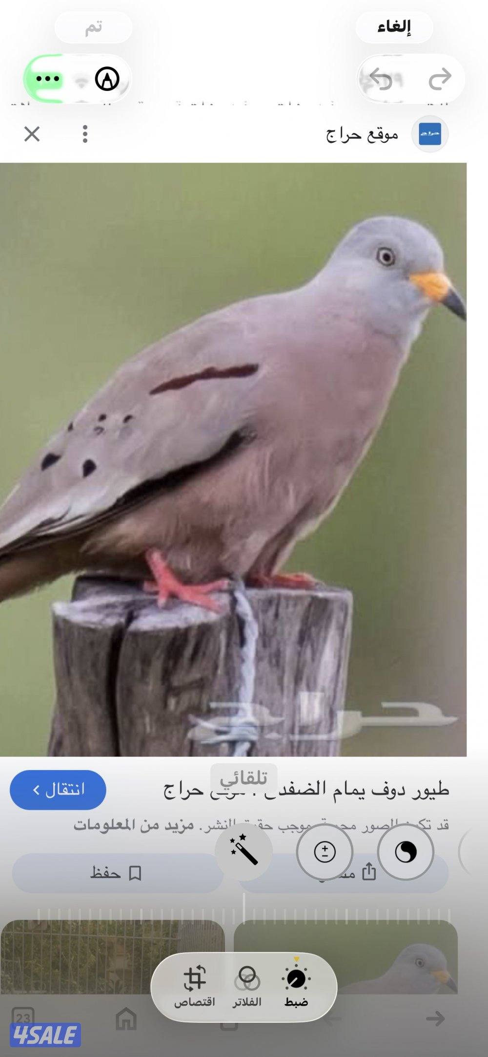 للبيع   يمام ضفادع1