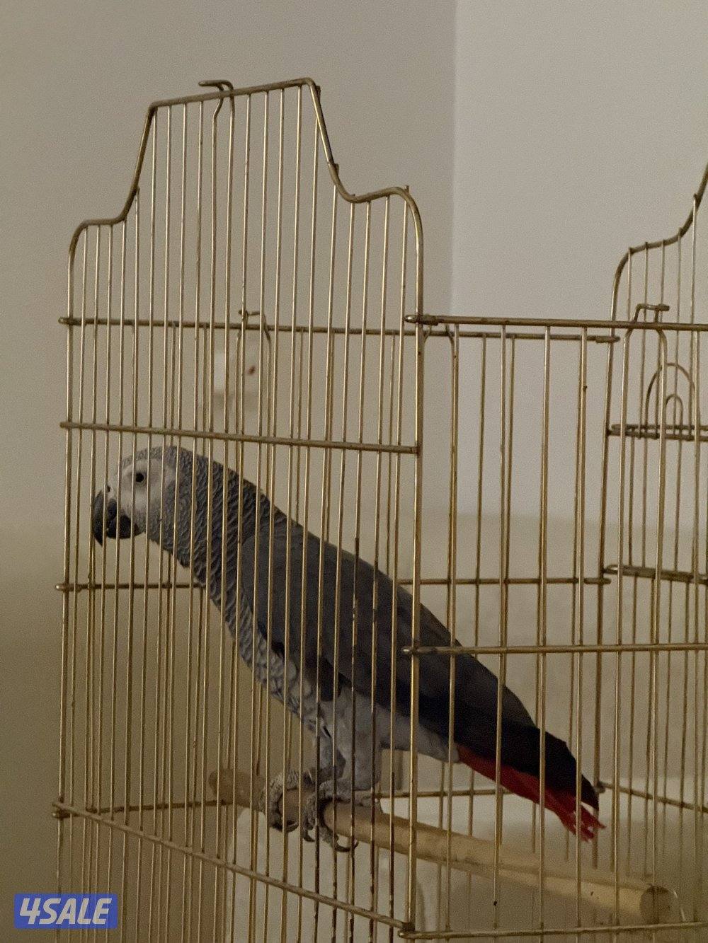 كاسكو للبيع0