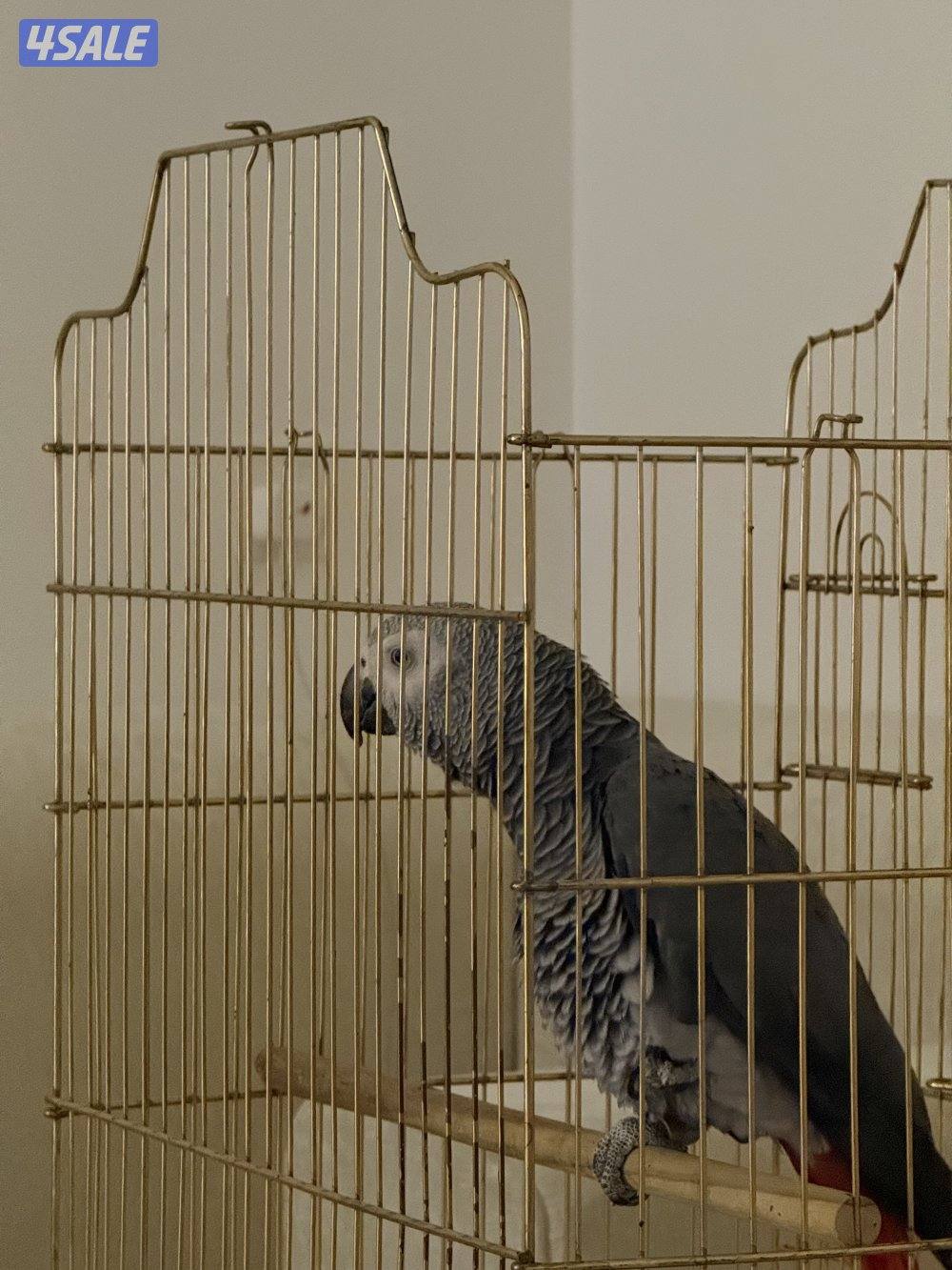 كاسكو للبيع1