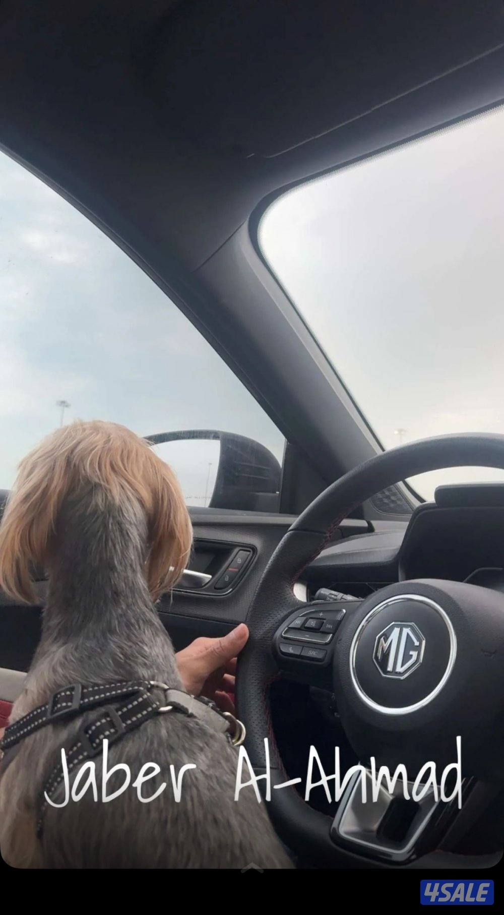 يوركشاير بيعه سريعه وسعر خيالي صامل يدش واتس1