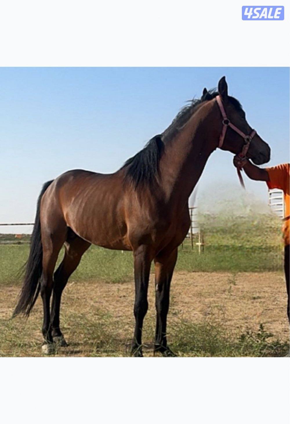 حصان مصري بدون اوراق0