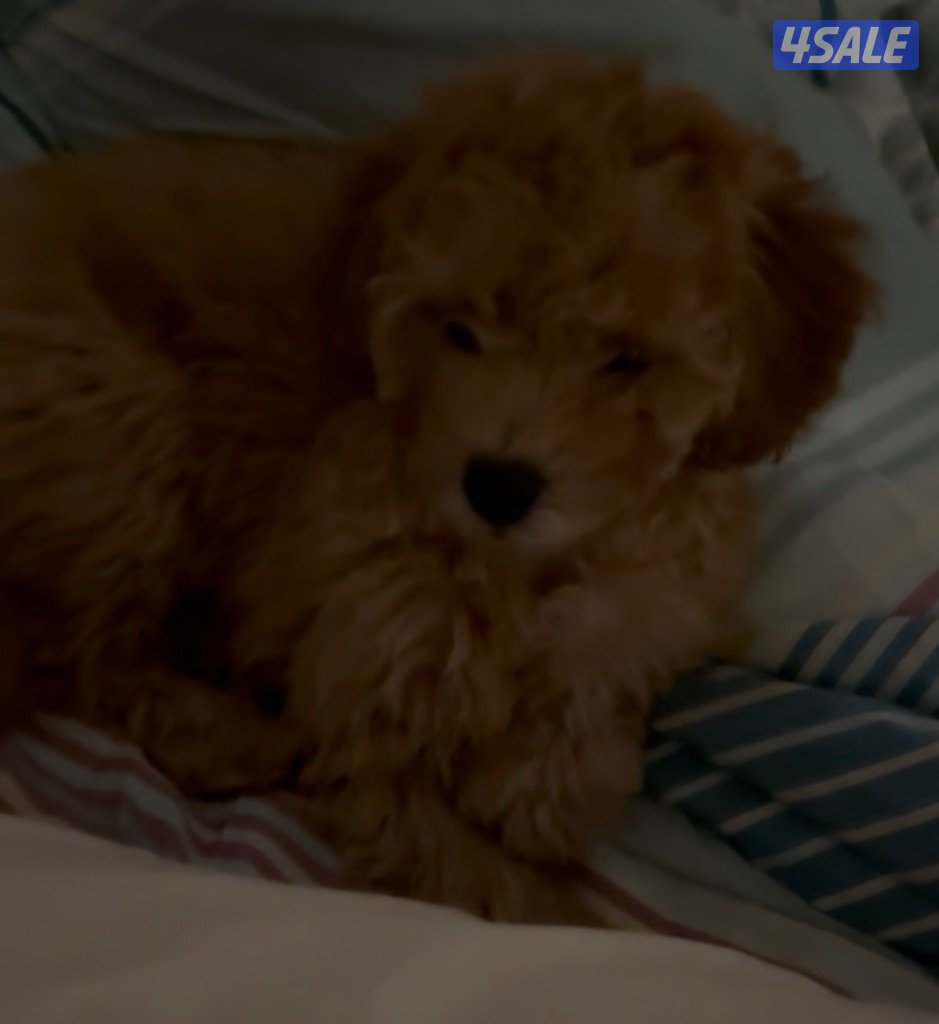 Toy Poodle4