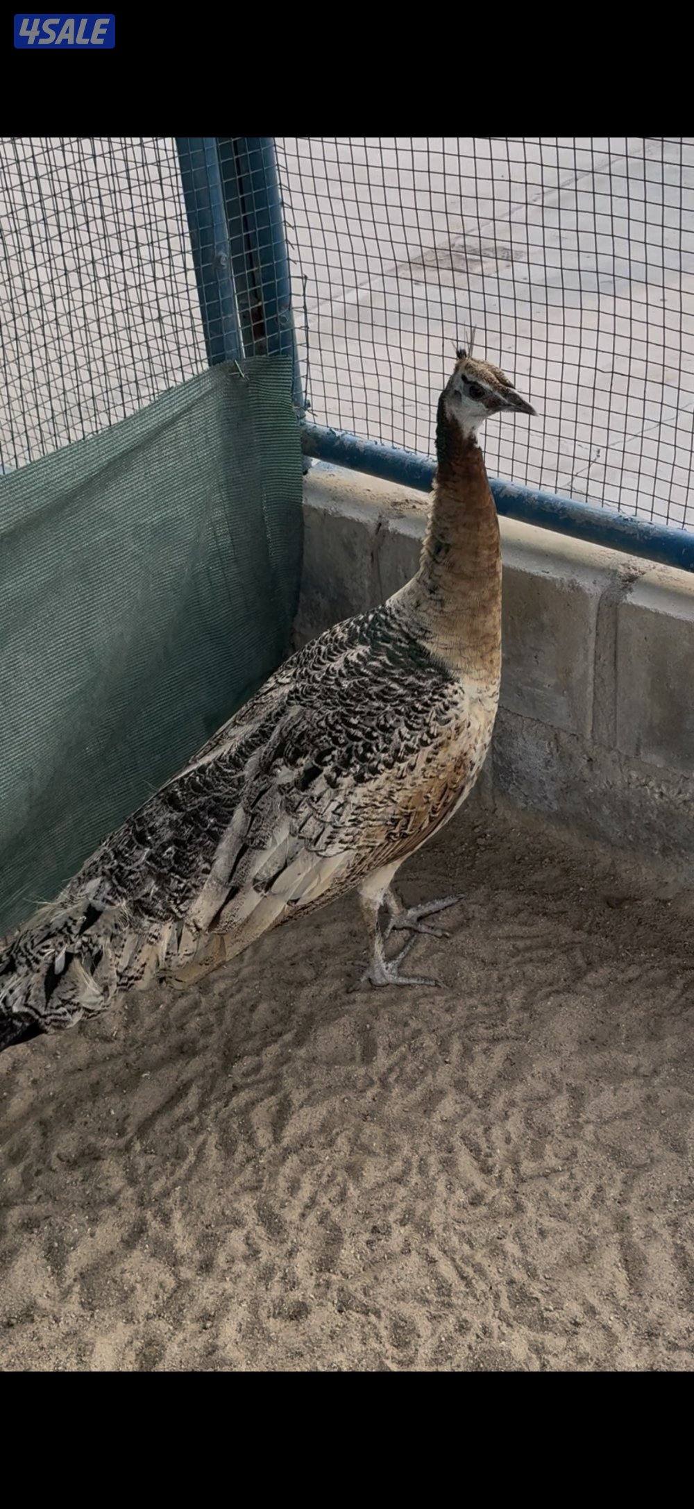 انثاي 🦚 طواويس 🦚0