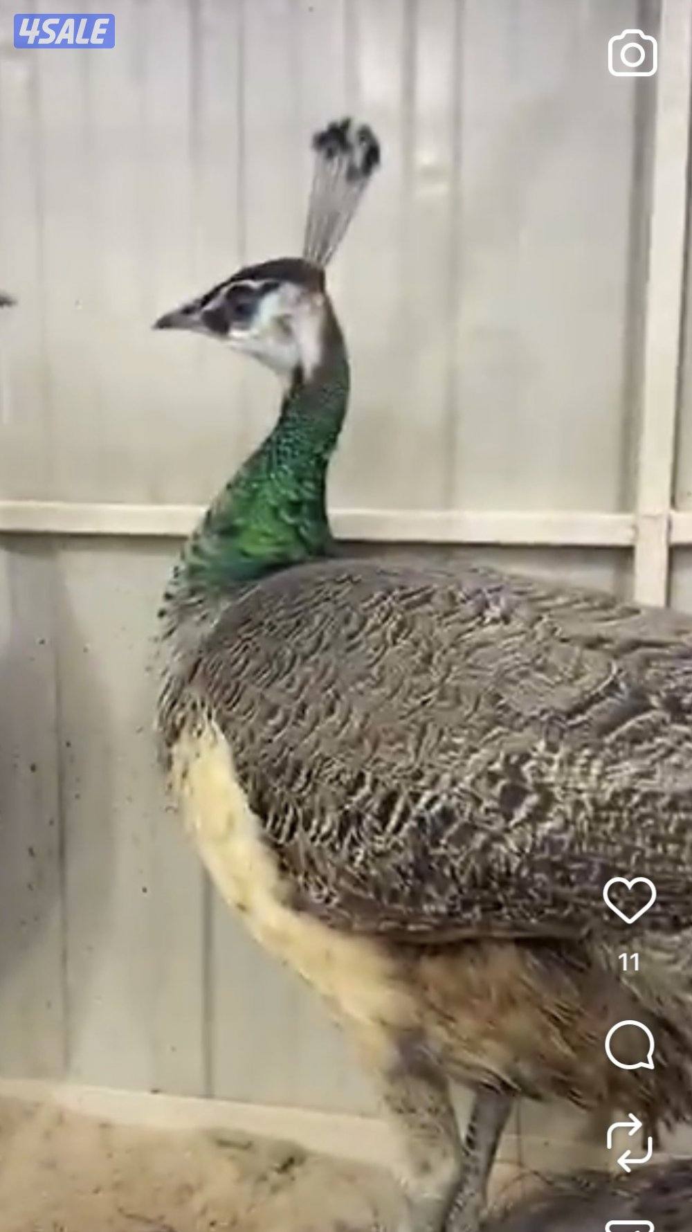 انثاي 🦚 طواويس 🦚1