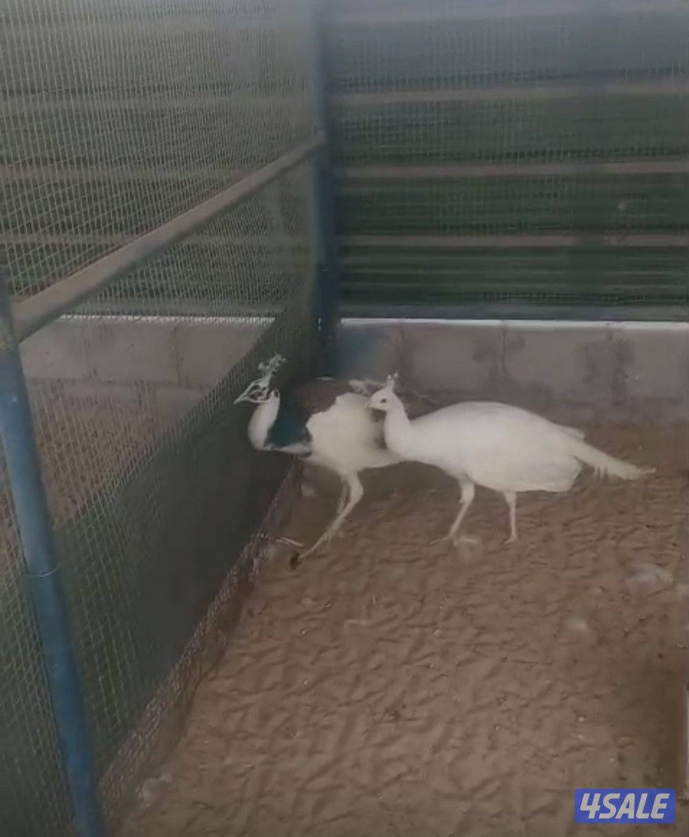 انثاي 🦚 طواويس 🦚2