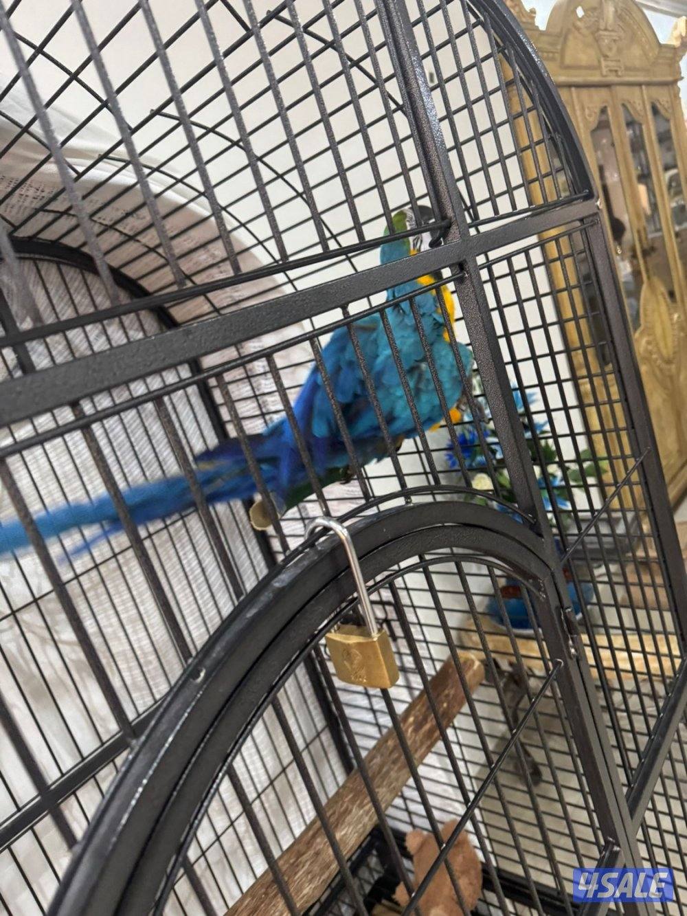 مكاو بلو اند قولد0