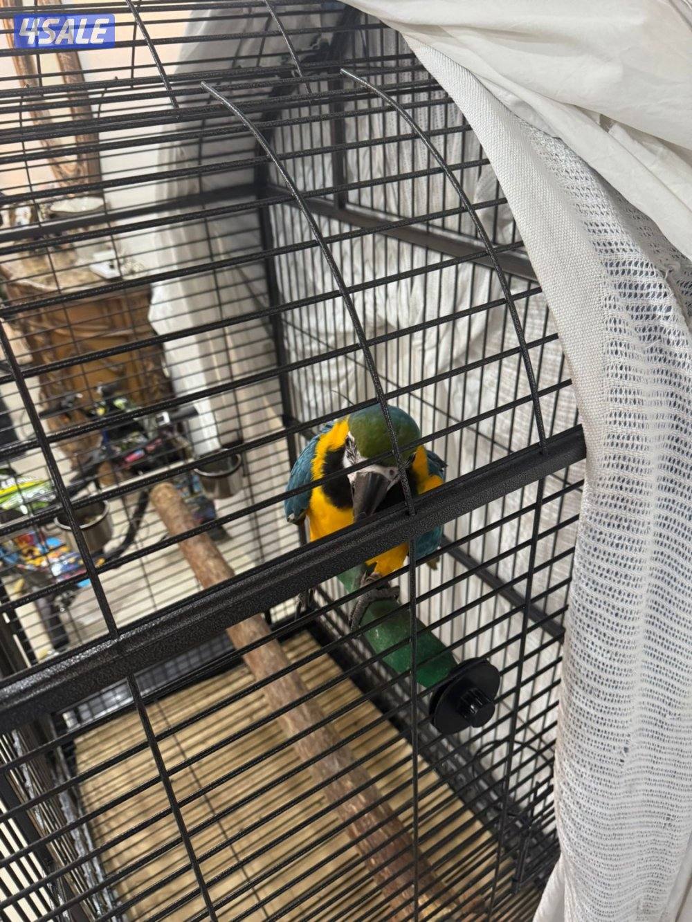 مكاو بلو اند قولد1