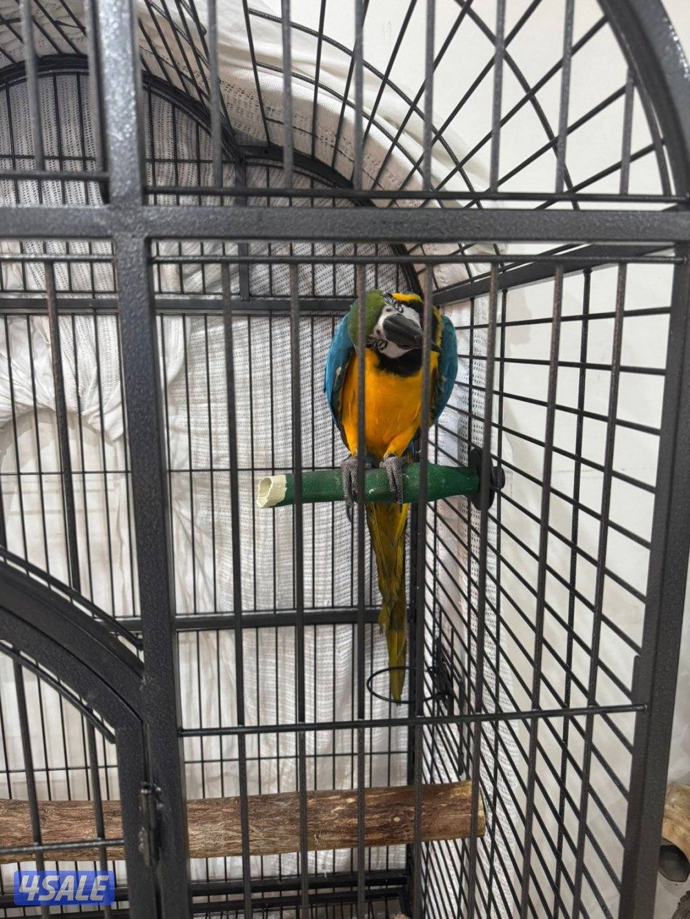 مكاو بلو اند قولد2