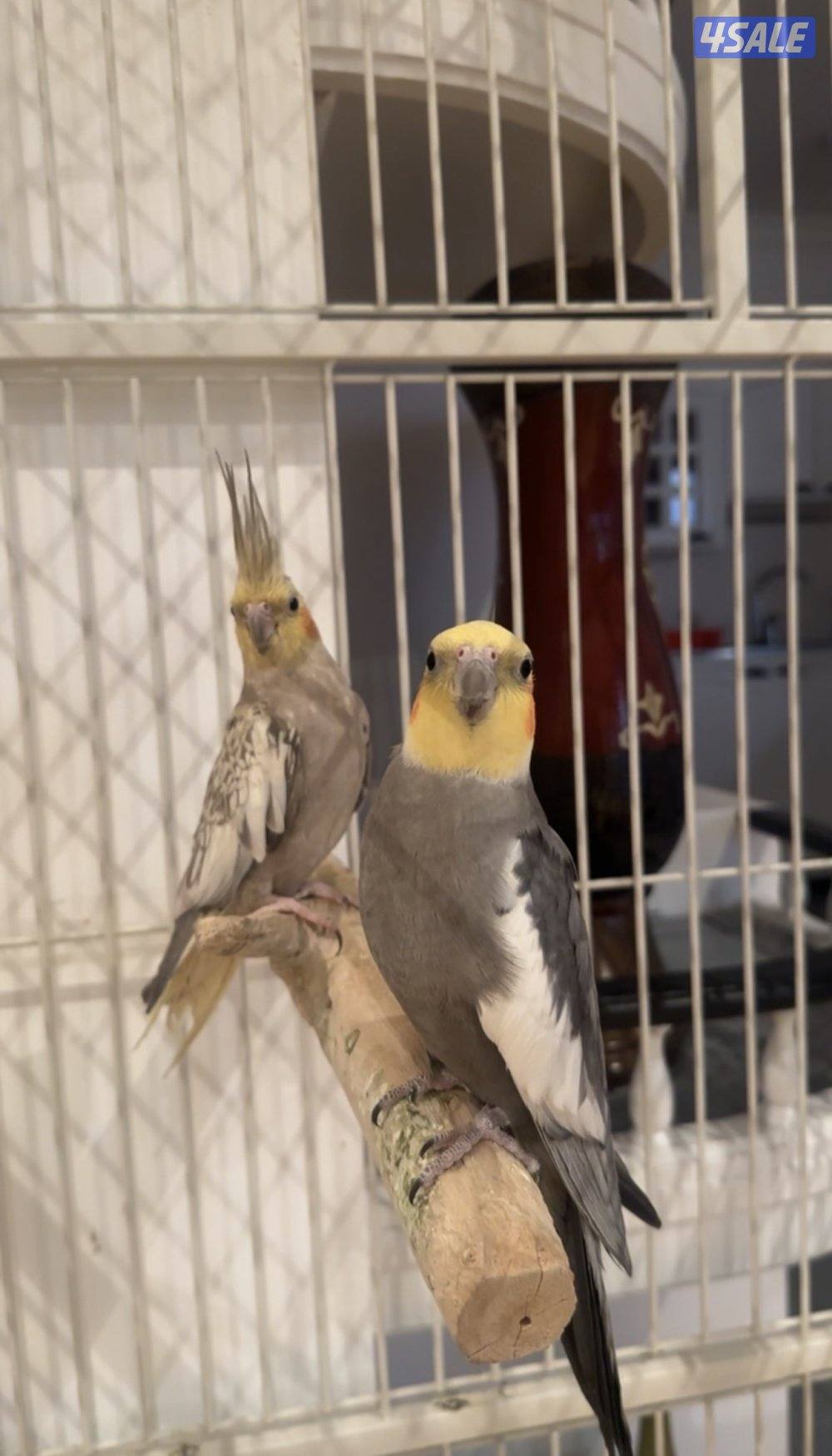 صن كنيور/ كوكتيل بدون القفص1