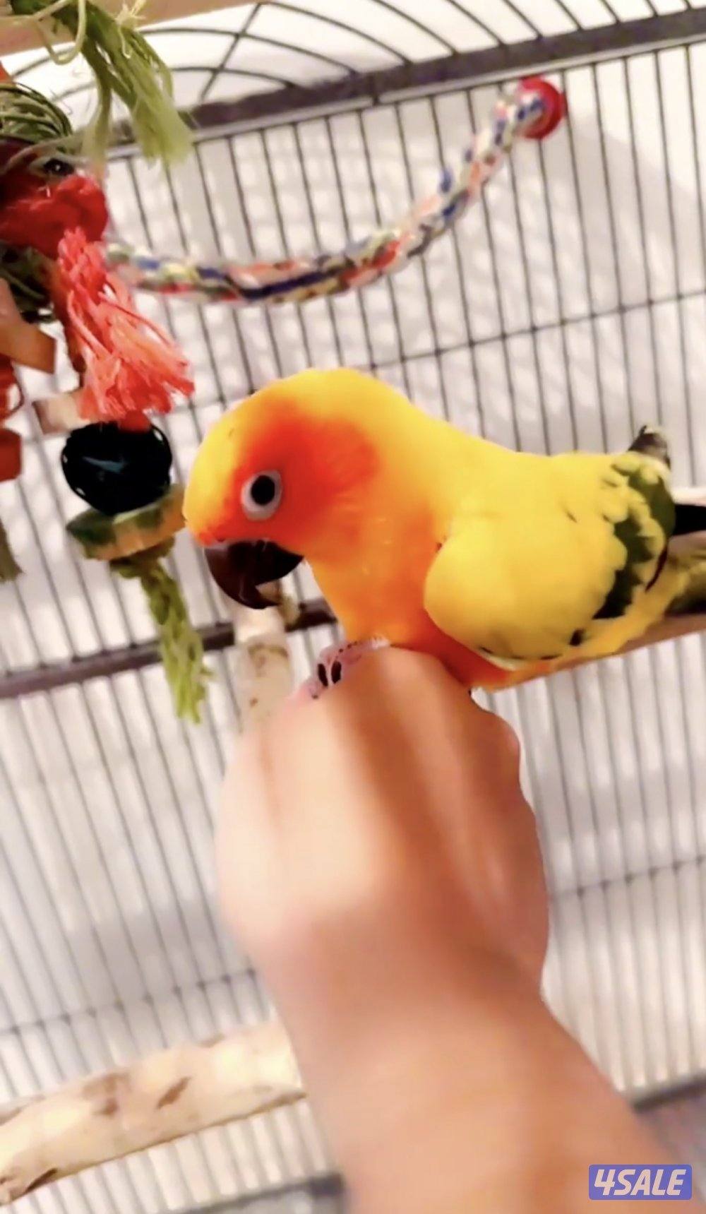 صن كنيور/ كوكتيل بدون القفص0