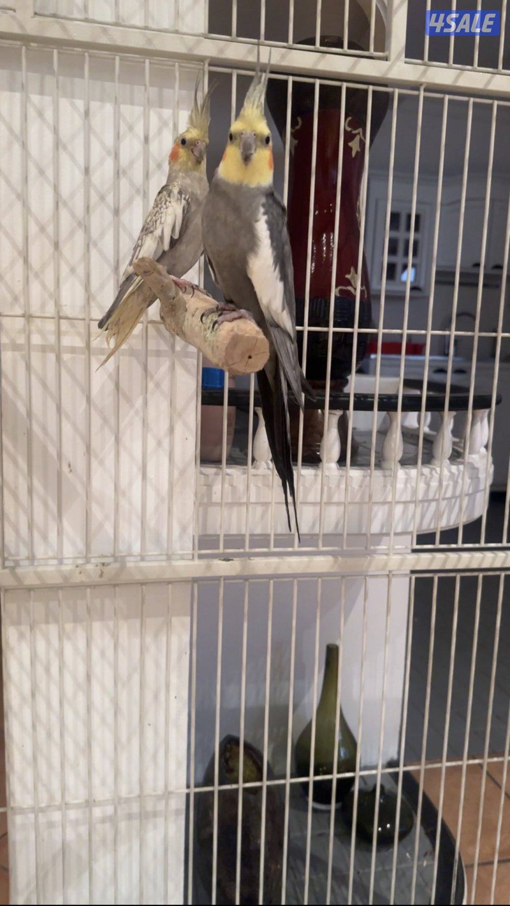 صن كنيور/ كوكتيل بدون القفص2