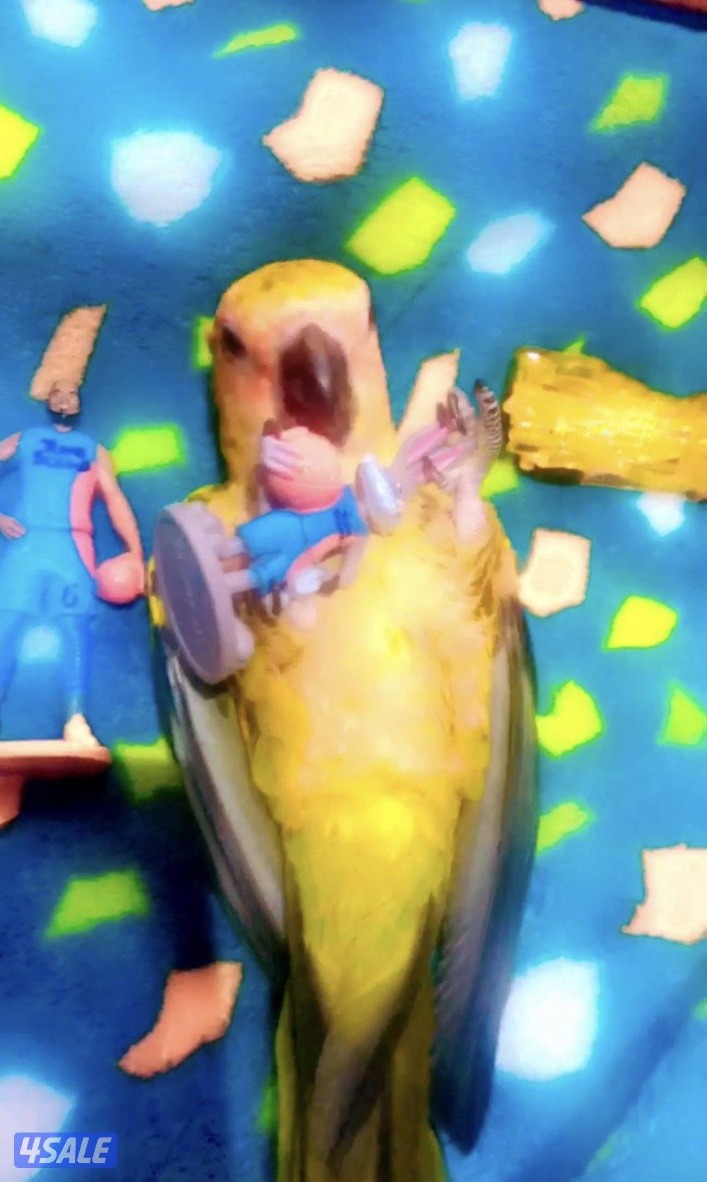 صن كنيور/ كوكتيل بدون القفص3