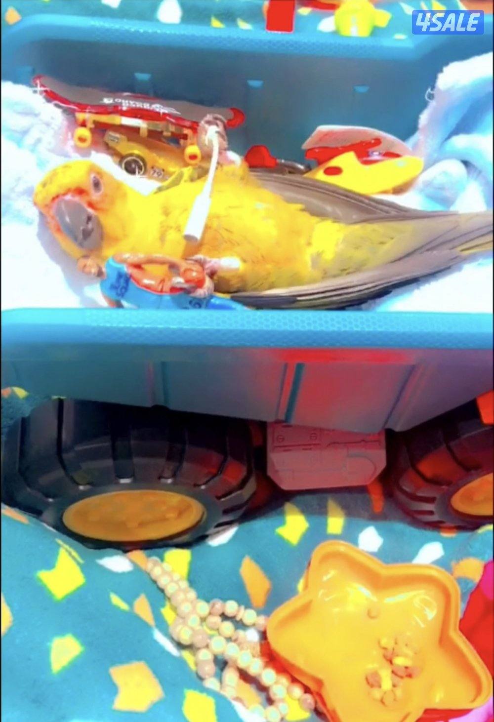 صن كنيور/ كوكتيل بدون القفص4