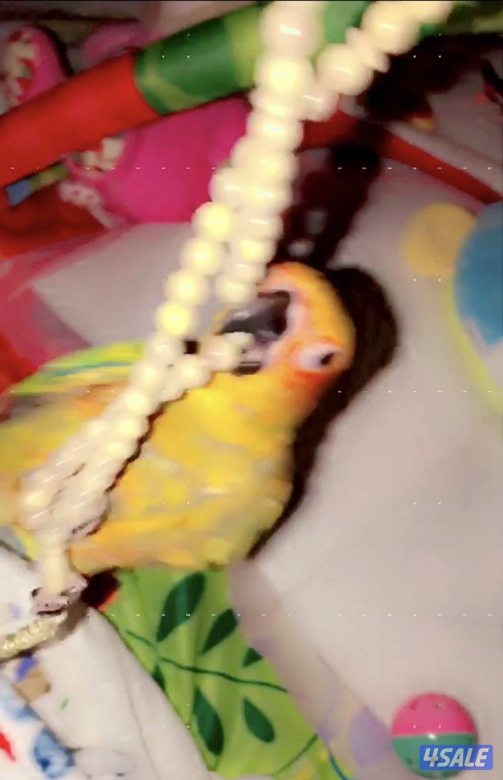 صن كنيور/ كوكتيل بدون القفص5