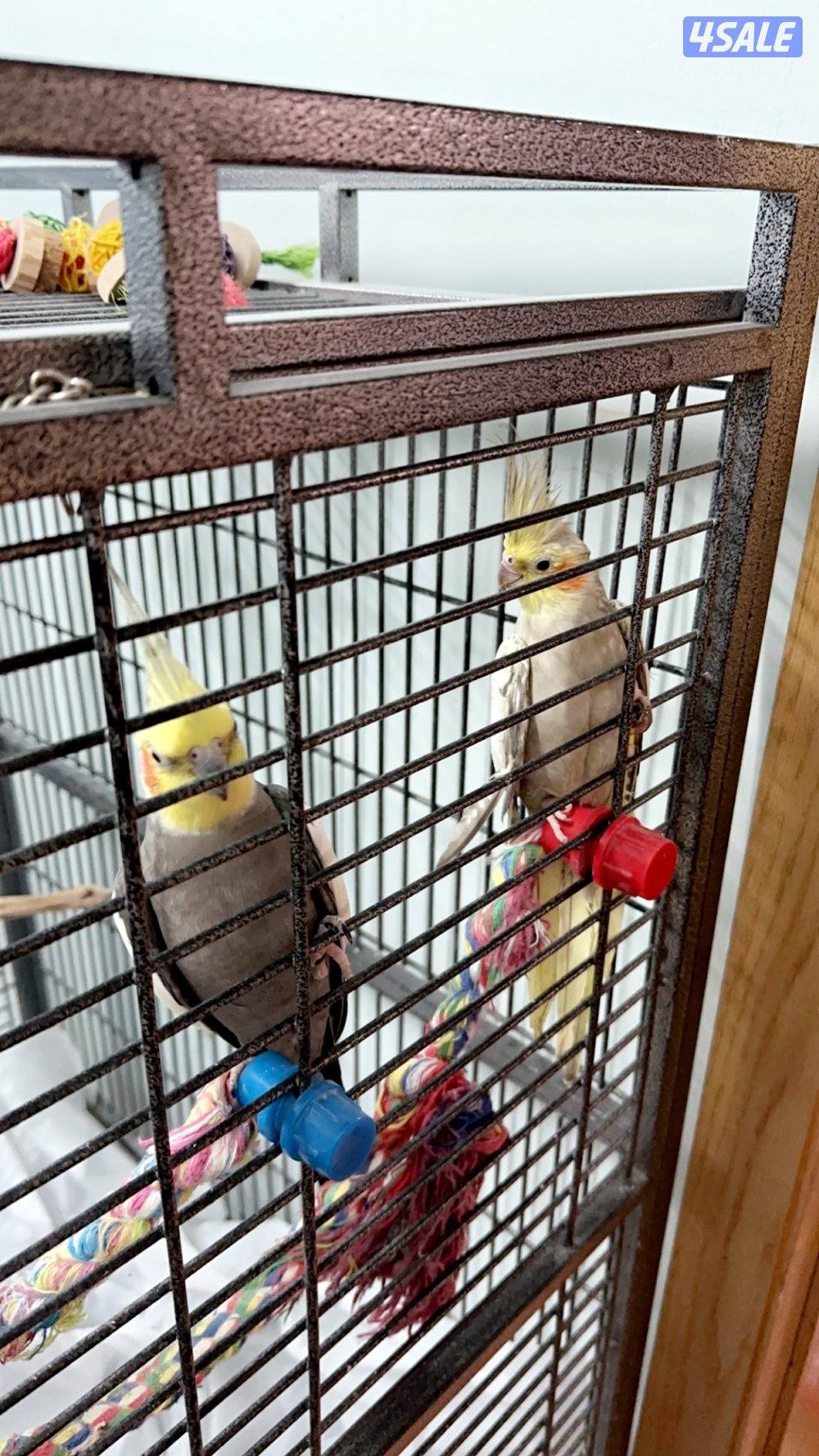 صن كنيور/ كوكتيل بدون القفص7