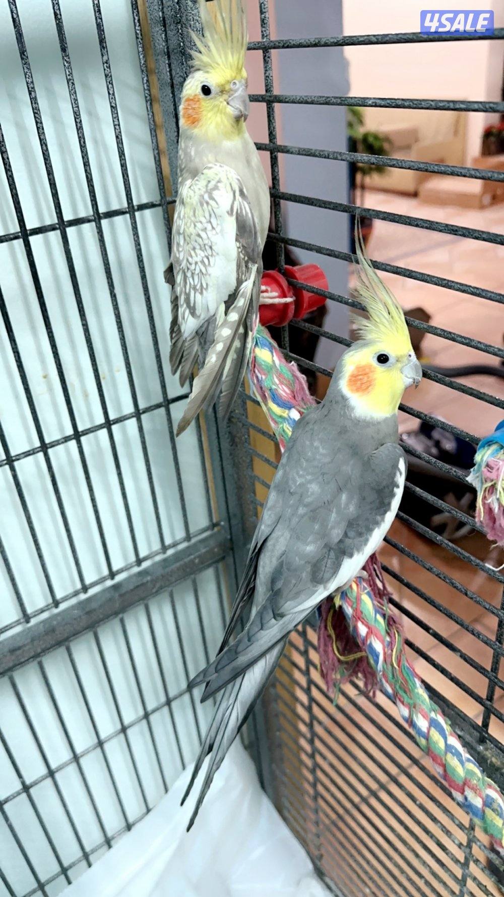 صن كنيور/ كوكتيل بدون القفص8