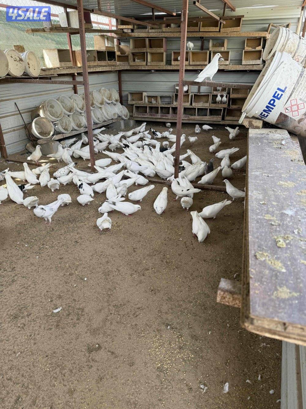 للبيع حمام لاحم ازواج اللون ابيض0