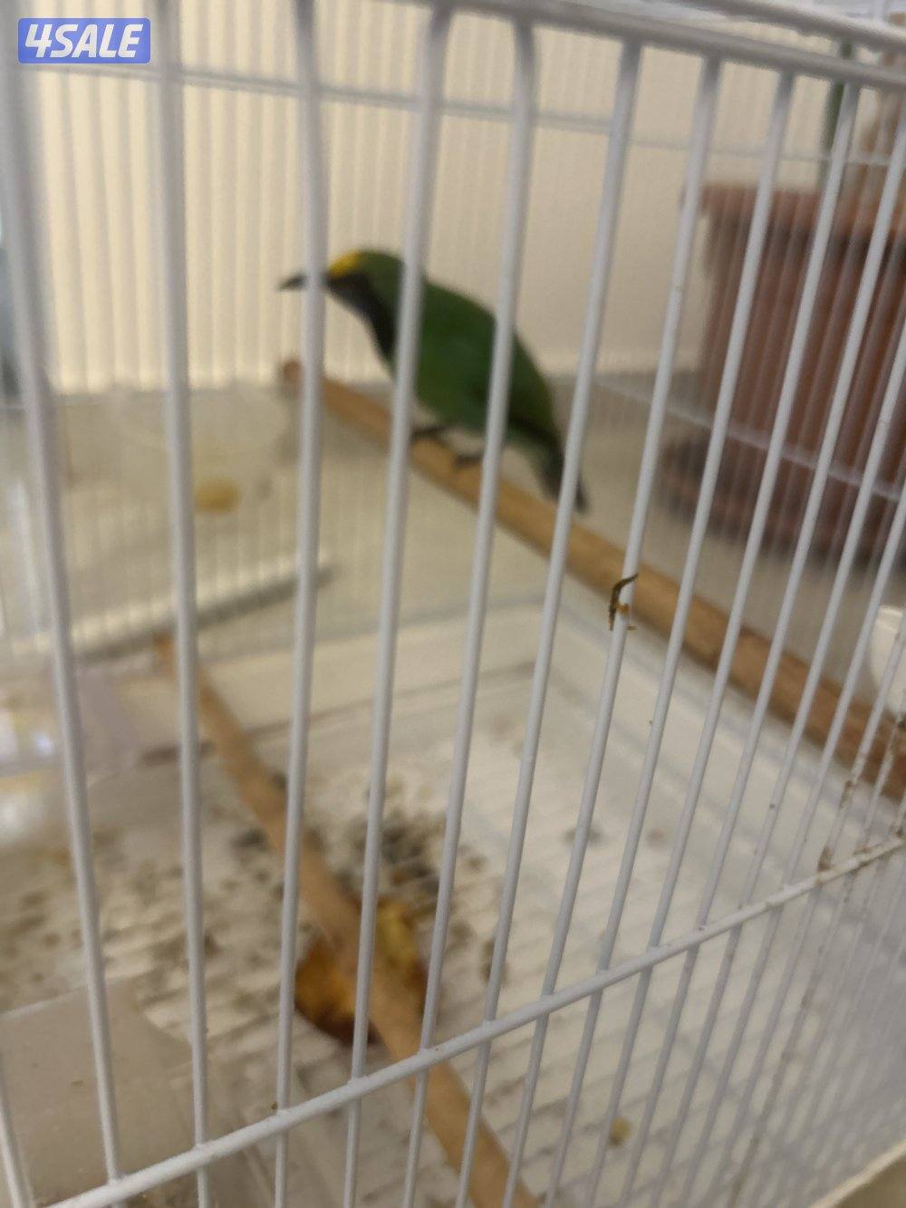 بلبل ماليزي تغريد نار 🔥0