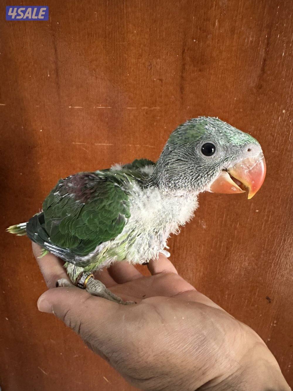 فرخ بيبي متوه نيبالي عس1