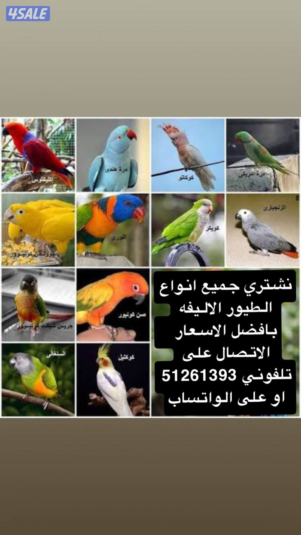 نشتري جميع انواع الطيور الاليفه بافضل الاسعار0