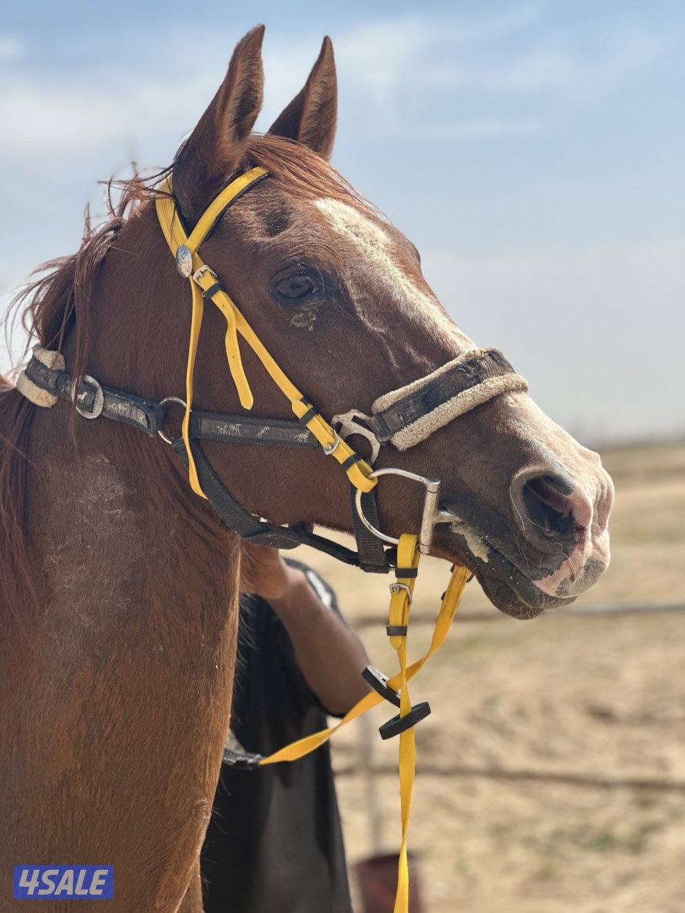 ‏للبيع حصان هادي0