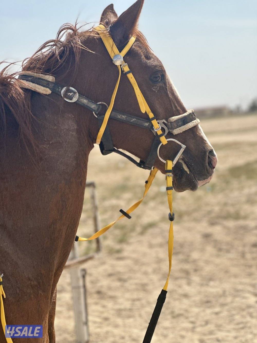 ‏للبيع حصان هادي1