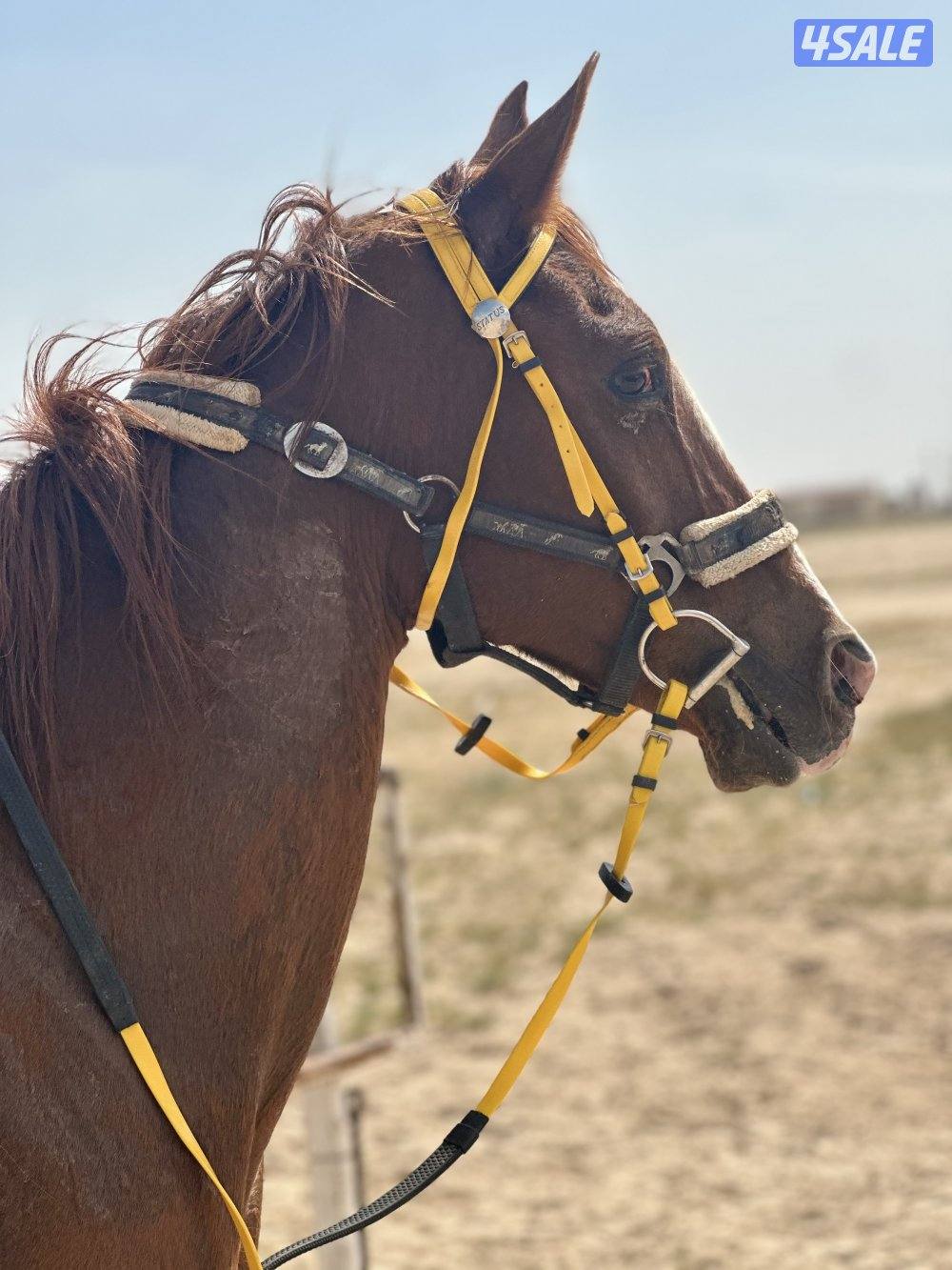 ‏للبيع حصان هادي2